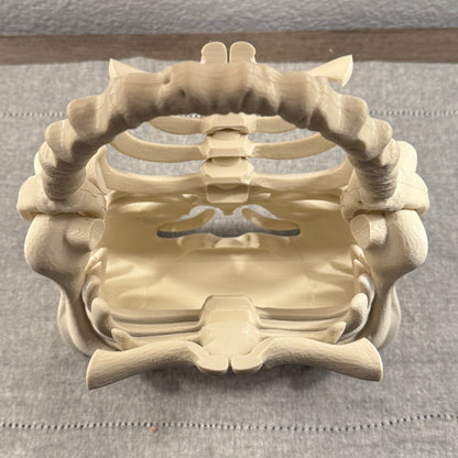 The Bone Bag - Halloween Spooky Purse | Ribcage Novelty Purse for Costume